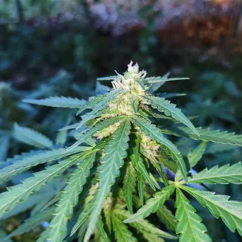 Suger Foot growlog timeline photo