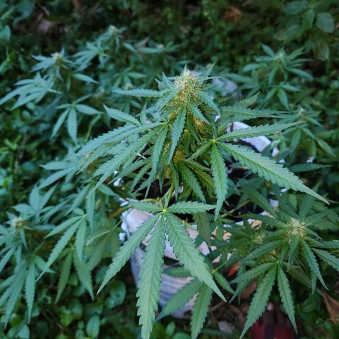 Suger Foot growlog timeline photo