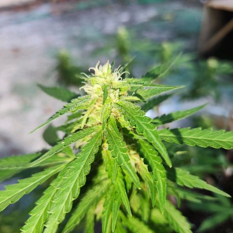 Suger Foot growlog timeline photo