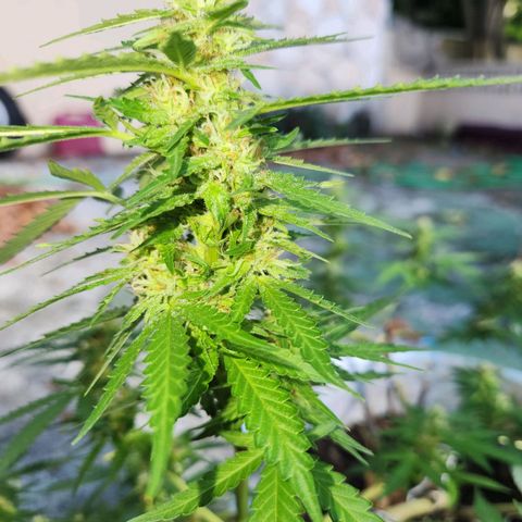 Suger Foot growlog timeline photo