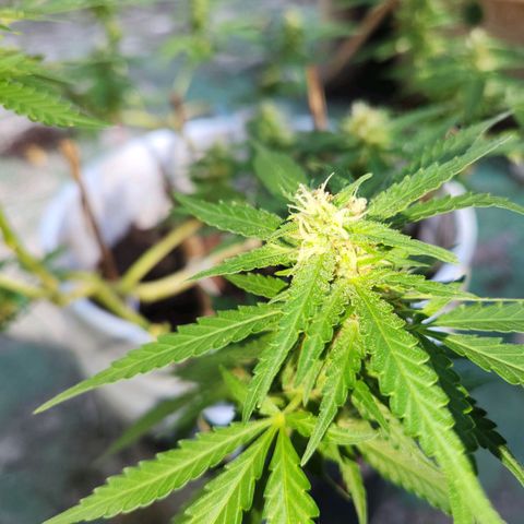Suger Foot growlog timeline photo