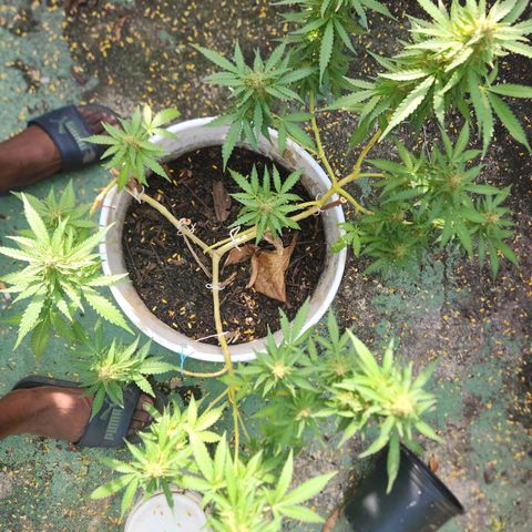 Suger Foot growlog timeline photo