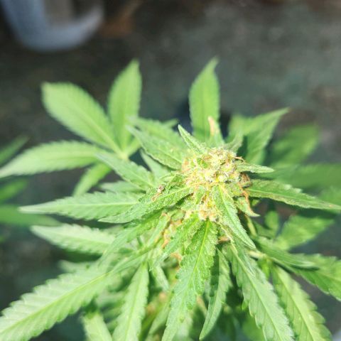 Suger Foot growlog timeline photo