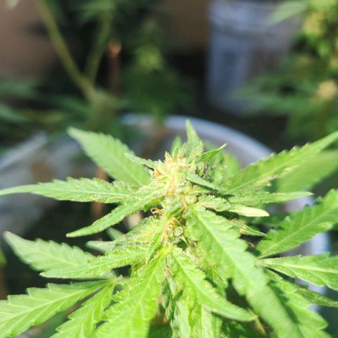Suger Foot growlog timeline photo