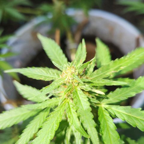 Suger Foot growlog timeline photo