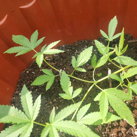 Suger Foot growlog photo: Darling