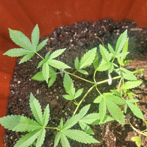 Suger Foot growlog timeline photo