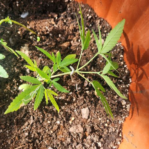 Suger Foot growlog photo: New tree name Gucci 