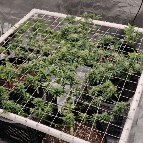 Aries growlog timeline photo