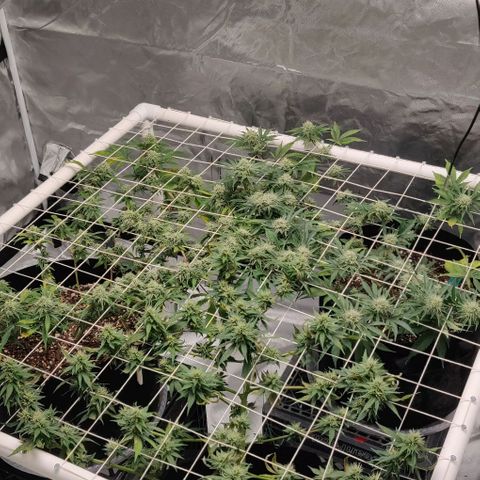 Aries growlog timeline photo