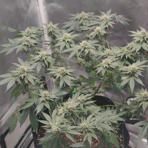 Athena growlog timeline photo