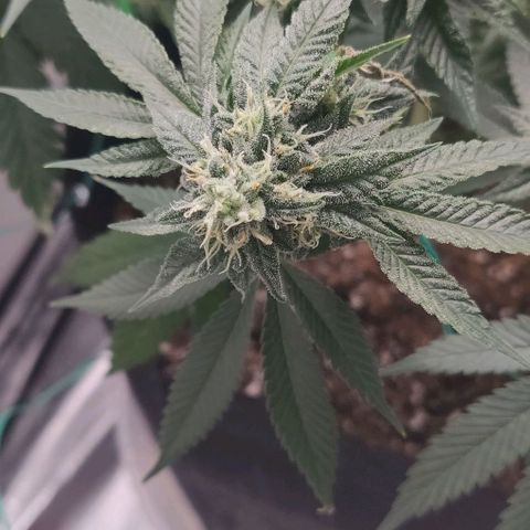 Athena growlog timeline photo