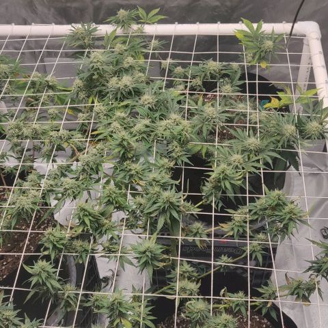 Aries growlog timeline photo
