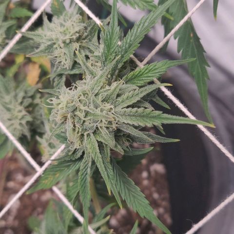 Aries growlog timeline photo
