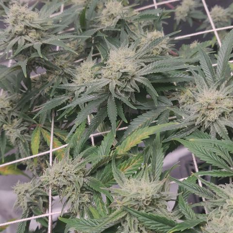 Aries growlog timeline photo