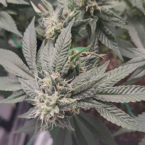 Athena growlog timeline photo