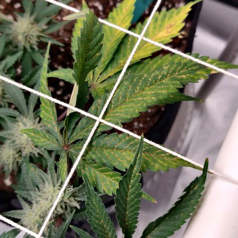 Aries growlog photo: Not sure what's going on.

Maybe over watering and Feeding
Deficiency?
Toxicity?