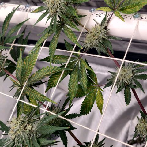 Aries growlog photo: Not sure what's going on.

Maybe over watering and Feeding
Deficiency?
Toxicity?