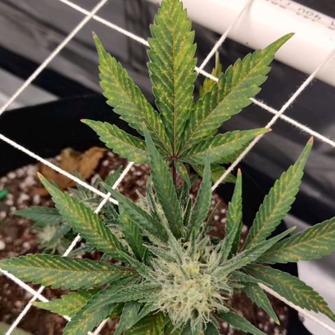 Aries growlog photo: Not sure what's going on.

Maybe over watering and Feeding
Deficiency?
Toxicity?