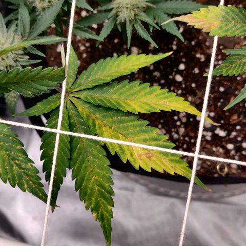 Aries growlog photo: Not sure what's going on.

Maybe over watering and Feeding
Deficiency?
Toxicity?
