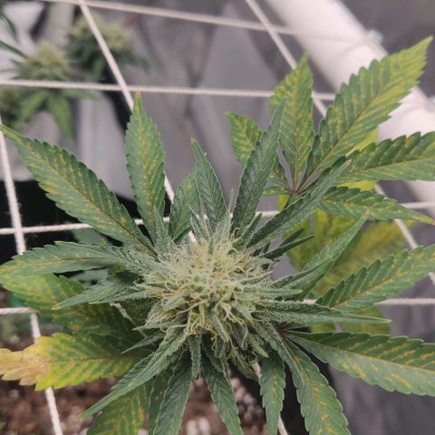 Aries growlog timeline photo