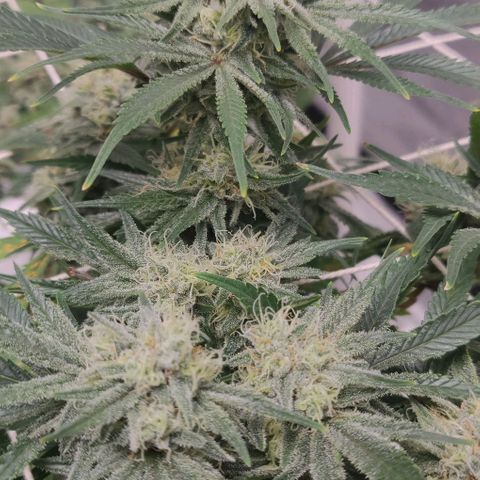 Aries growlog timeline photo