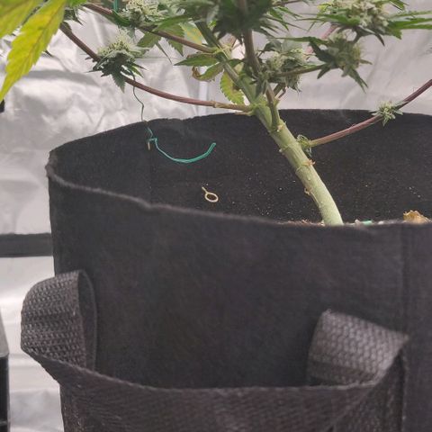 Aries growlog timeline photo