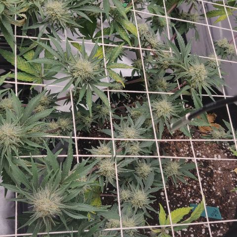 Aries growlog timeline photo