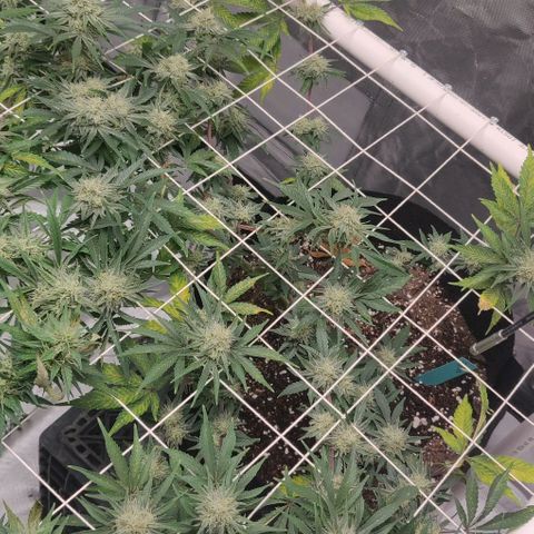 Aries growlog timeline photo
