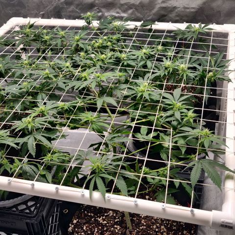 Aries growlog timeline photo