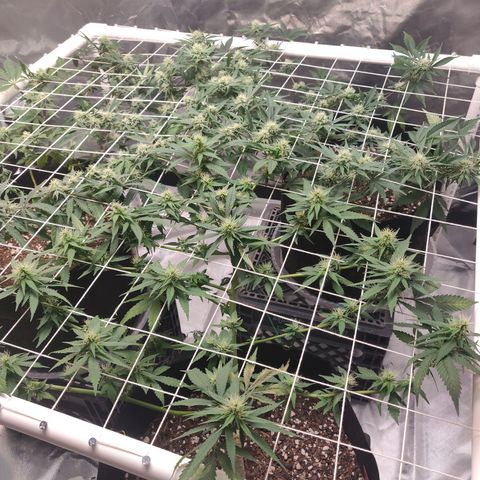 Aries growlog timeline photo