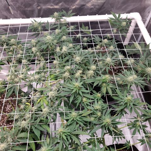 Aries growlog timeline photo