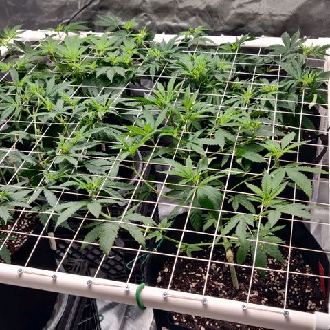 Aries growlog timeline photo