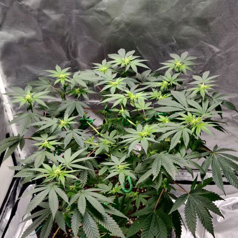Athena growlog timeline photo