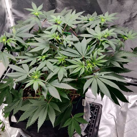 Athena growlog timeline photo