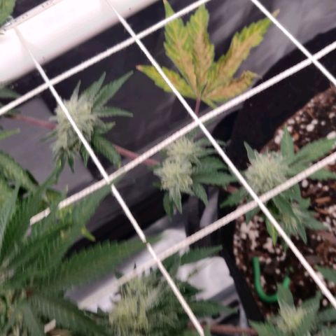 Aries growlog timeline photo