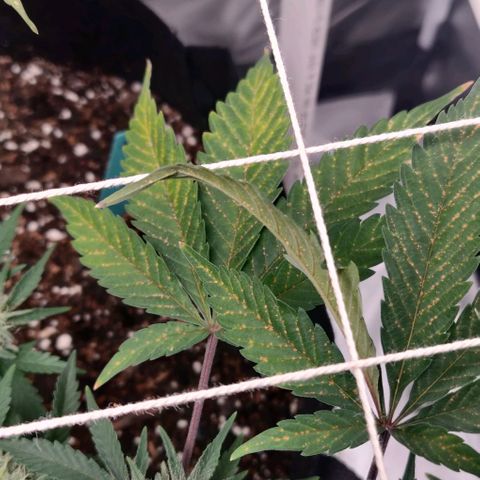 Aries growlog timeline photo