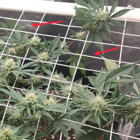 Aries growlog timeline photo
