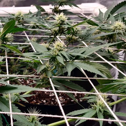 Aries growlog timeline photo