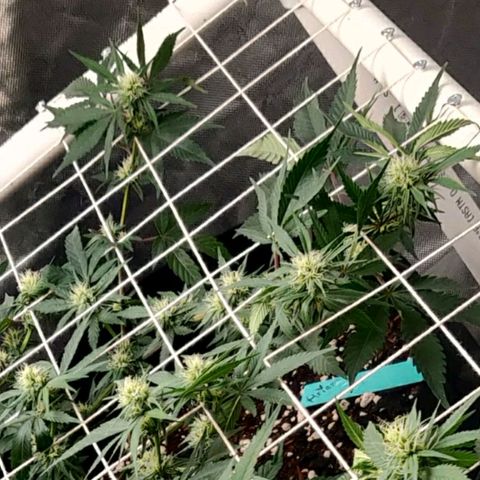 Aries growlog timeline photo