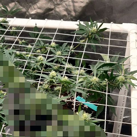 Aries growlog timeline photo