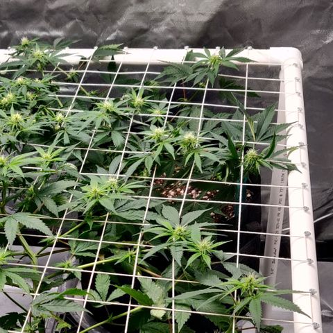 Aries growlog timeline photo