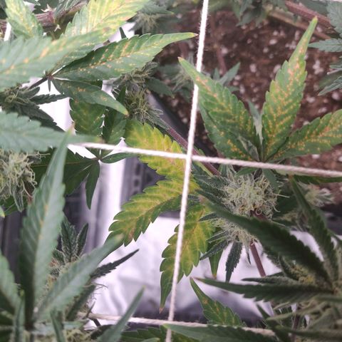Aries growlog photo: Magnesium?