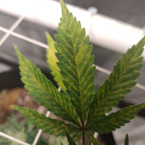 Aries growlog photo: Magnesium?