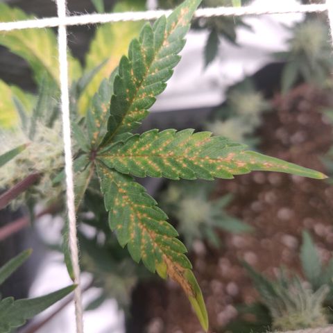 Aries growlog photo: Magnesium?