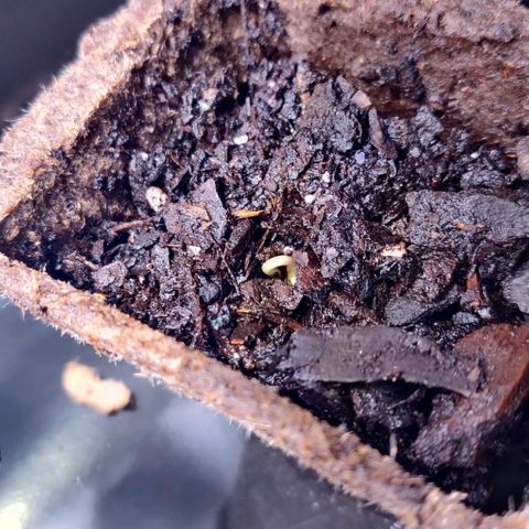 Athena growlog timeline photo
