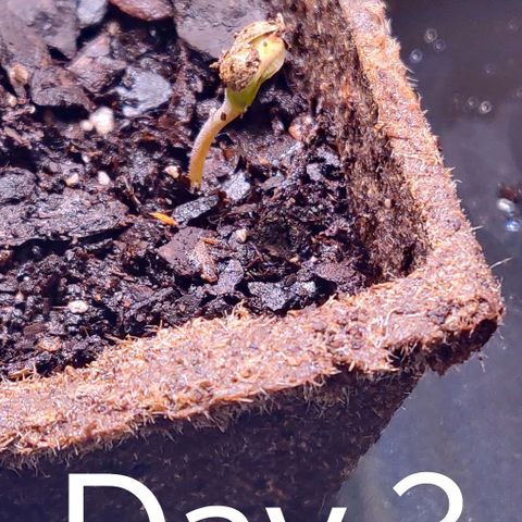 Athena growlog timeline photo