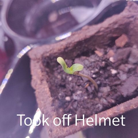 Athena growlog timeline photo