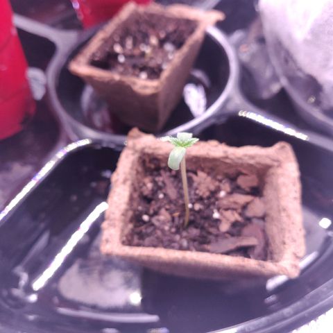 Athena growlog timeline photo