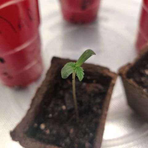 Athena growlog timeline photo
